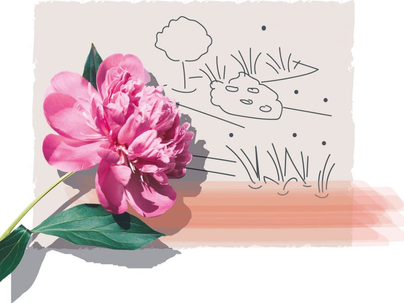 Gartenbau Stolzlederer Illustration mit Blume